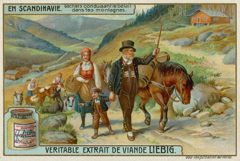 Cowherds dirigindo gado nas montanhas de European School
