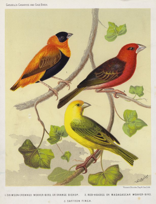 Pássaro tecelão de coroa carmesim ou bispo laranja, pássaro tecelão de cabeça vermelha ou de Madagáscar, pintassilgo de açafrão (litografia a cores) de European School