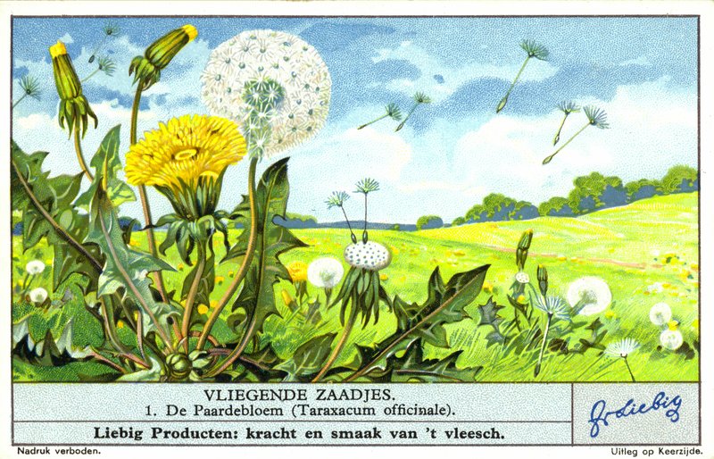 Dente-de-leão (Taraxacum officinale) (cromolito) de European School