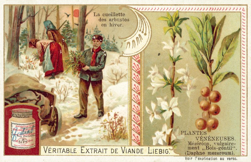 Daphne mezereum (chromolitho) de European School