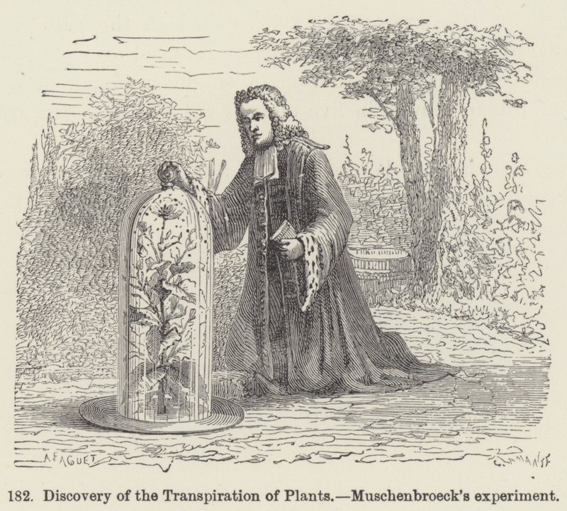 Descoberta da Transpiração das Plantas, a experiência de Muschenbroeck (gravura) de European School