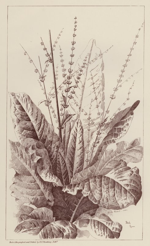 Doca, Rumex (litografia) de European School