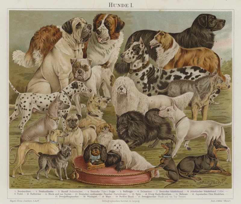 Cães (litografia a cores) de European School
