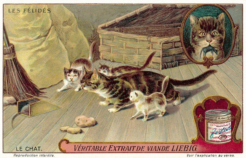 Gato doméstico (chromolitho) de European School