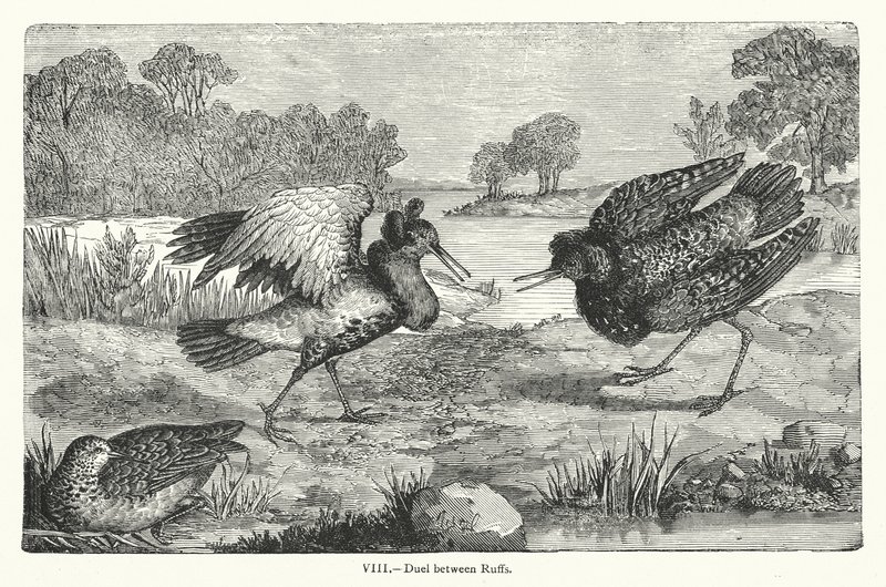 Duelo entre Ruffs (gravura) de European School