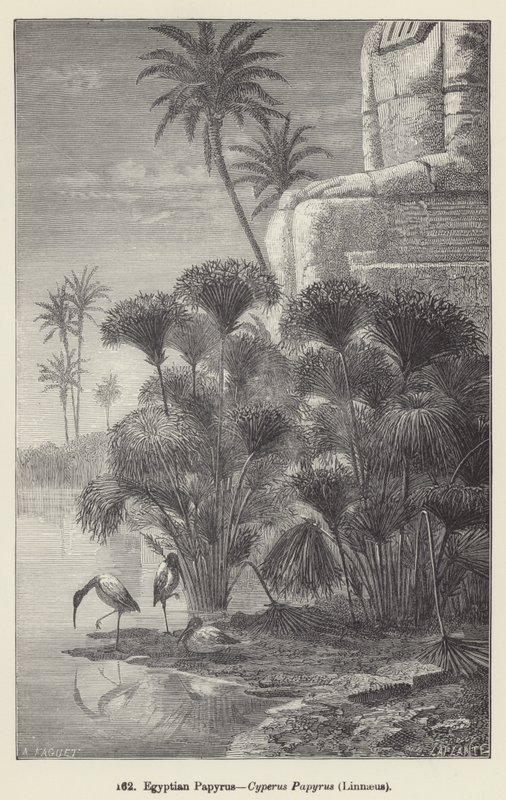 Papiro egípcio, Cyperus Papyrus, Linnaeus (gravura) de European School