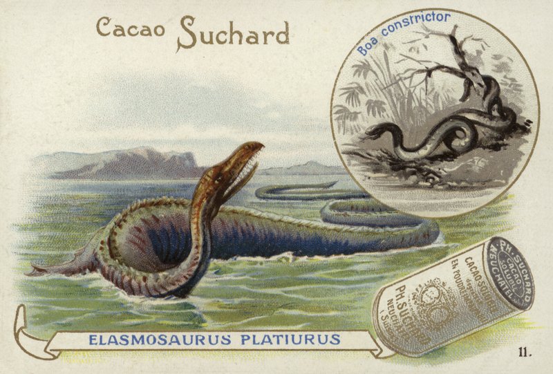 Elasmosaurus and boa constrictor  de European School
