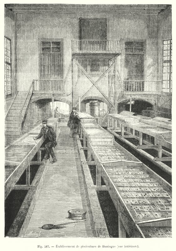 Piscicultura em Huningue, vista interior. (gravura) de European School