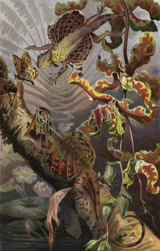 Flugdrache de European School
