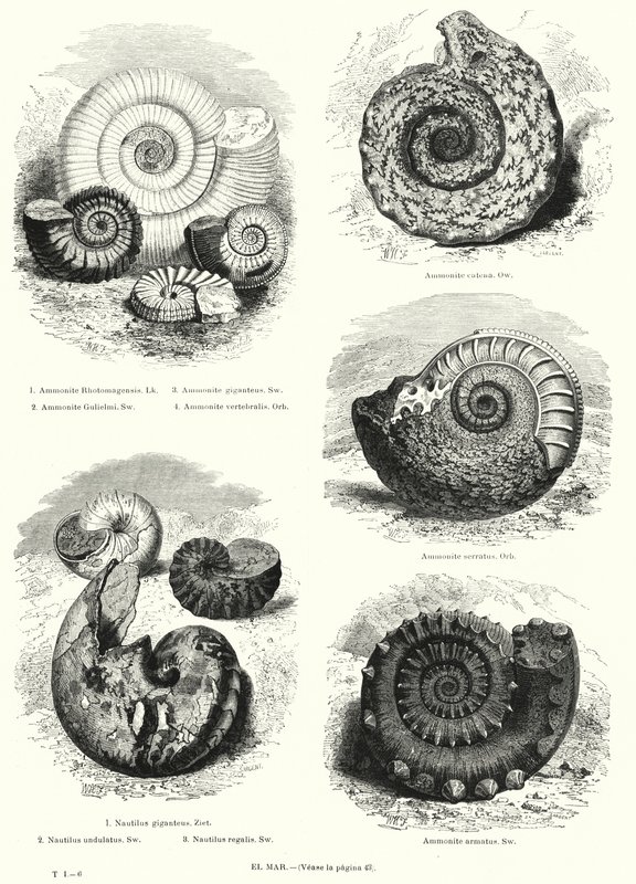 Fósseis de amonites e nautilus (litho) de European School