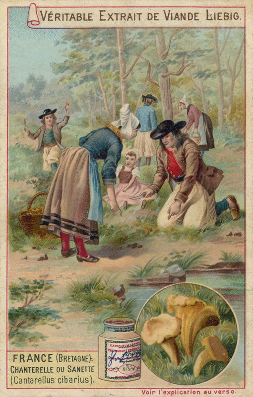 França (Bretanha): cantarelos (Cantarellus cibarius) de European School