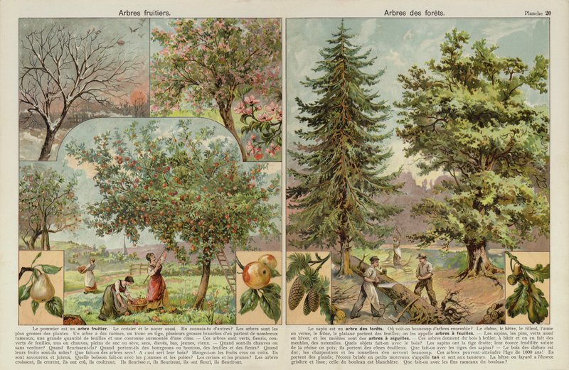 Árvores frutíferas e árvores das florestas de European School