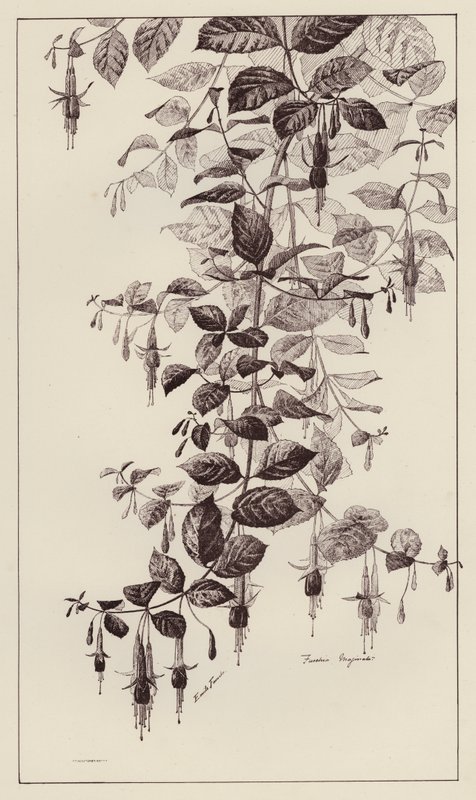 Fuschia Maginata (litho) de European School