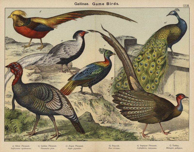 Gallinae, Aves de caça (litografia a cores) de European School