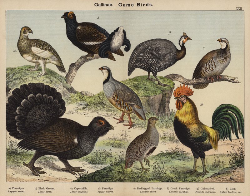 Gallinae, aves de caça de European School
