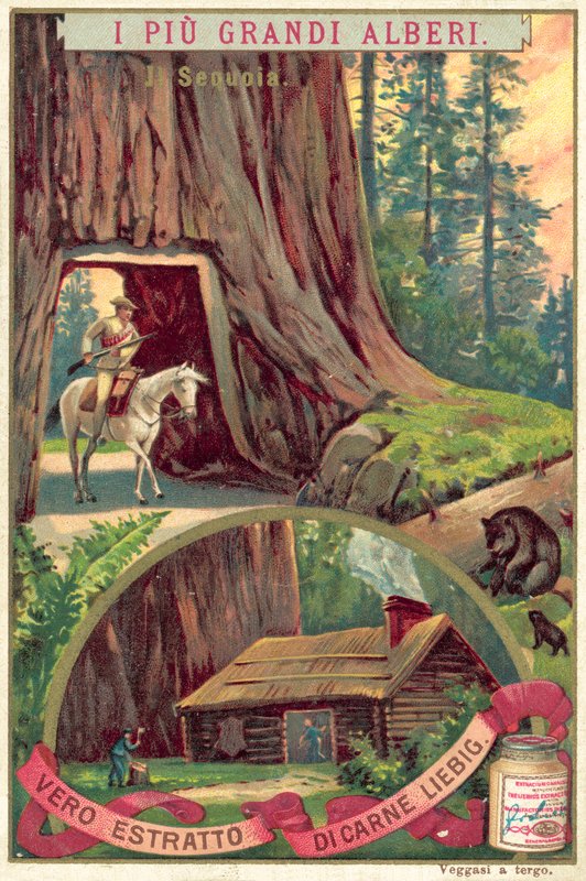 Sequóia gigante (chromolitho) de European School