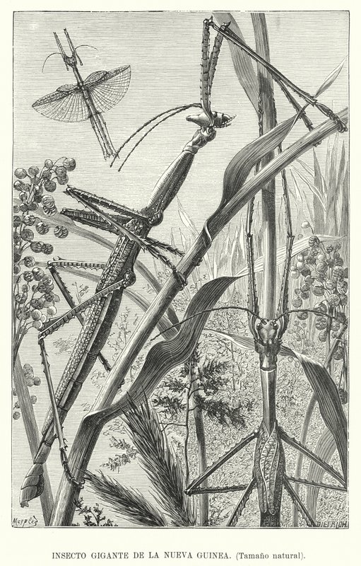 Insecto gigante da Nova Guiné (litho) de European School