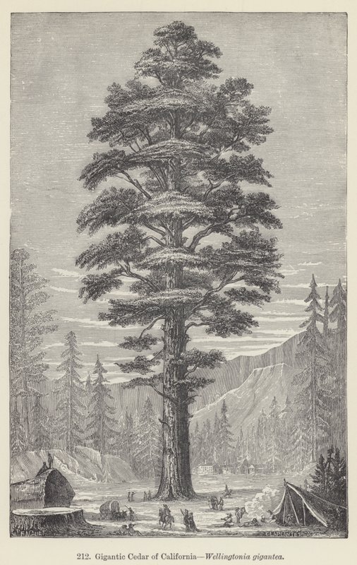 Cedro Gigante da Califórnia, Wellingtonia gigantea (gravura) de European School