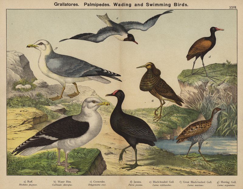 Grallatores, Palmípedes, Aves pernaltas e nadadoras (litografia a cores) de European School