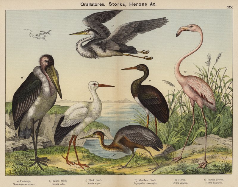 Grallatores, Cegonhas, Garças (litografia a cores) de European School