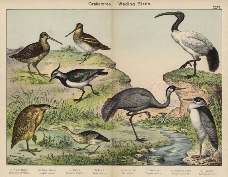 Grallatores, aves pernaltas (litografia a cores) de European School