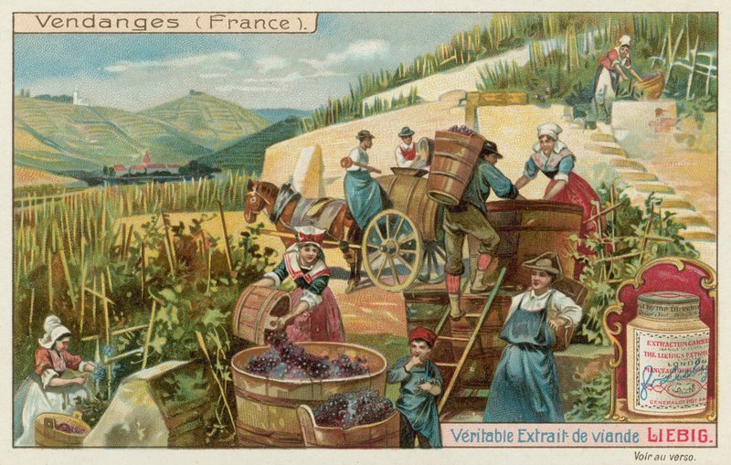 Colheita de uva na França de European School