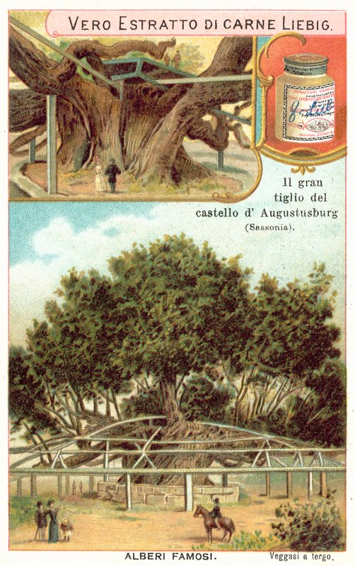 Grande limoeiro nos terrenos do Augustusburg Hunting Lodge, Saxónia, Alemanha (chromolitho) de European School