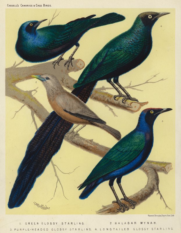 Estorninho lustroso verde, Mynah de Malabar, Estorninho lustroso de cabeça roxa, Estorninho lustroso de cauda longa (litografia a cores) de European School
