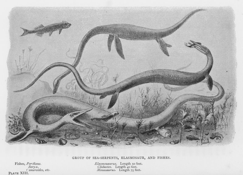 Grupo de Serpentes Marinhas, Elasmosaur e Peixes (litho) de European School