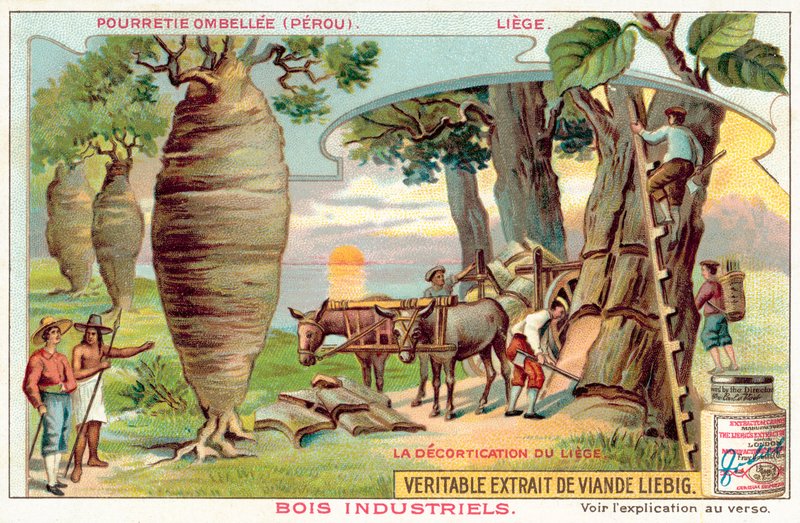 Colheita da casca das árvores no Peru (chromolitho) de European School