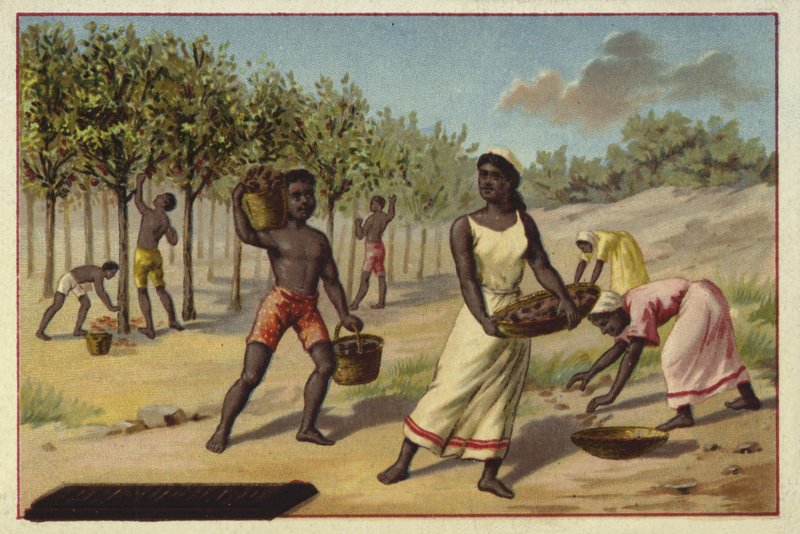 Colheita de cacau, África de European School