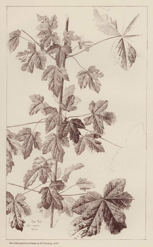 Ácer de sebe (litografia) de European School
