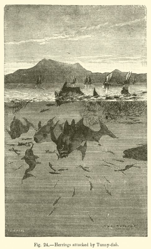 Herrings atacados por Tunny-fish (gravura) de European School