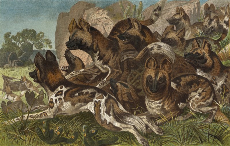 Hianenhund de European School
