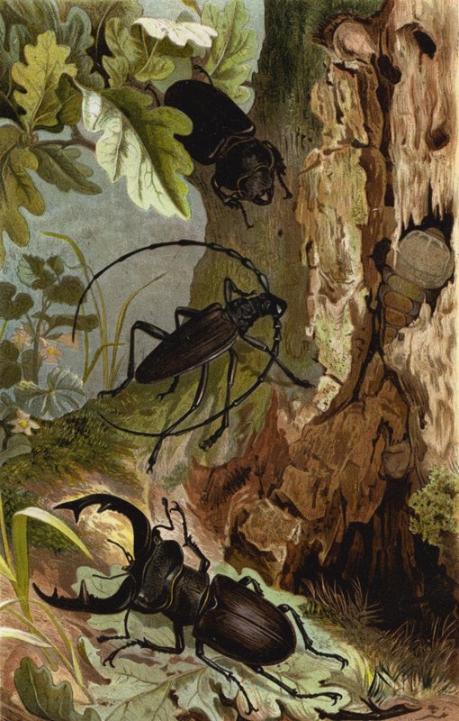 Stag-chafer e herobok de European School