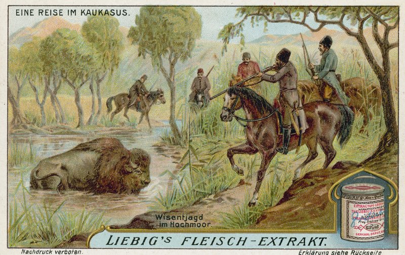 Caça de bisonte em um pântano de European School