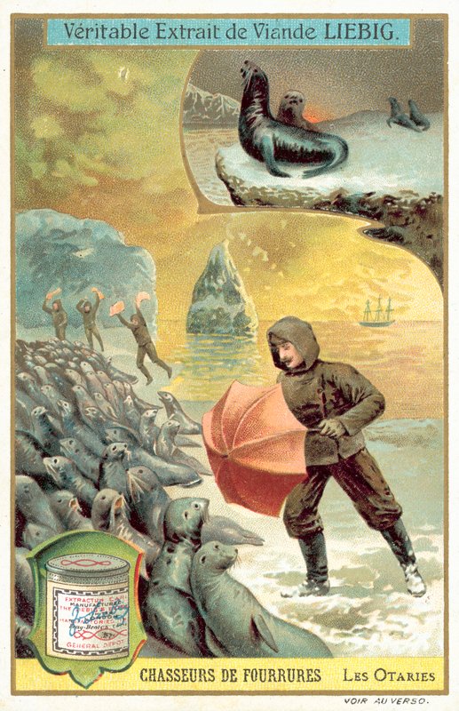 Caça aos leões marinhos (chromolitho) de European School