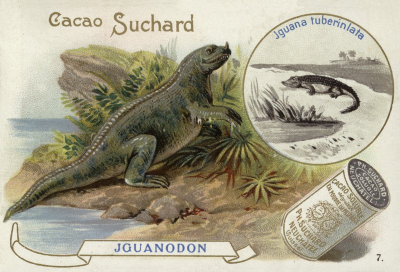 Iguanadon e Iguana Tuberinlata de European School