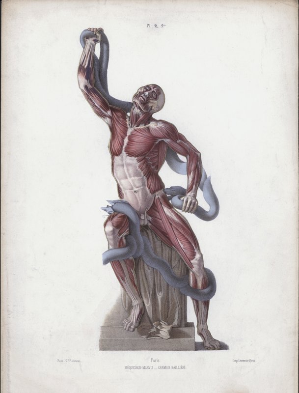 Ilustração para A Anatomia das Formas Externas do Homem: Laocoon (cor litho) de European School