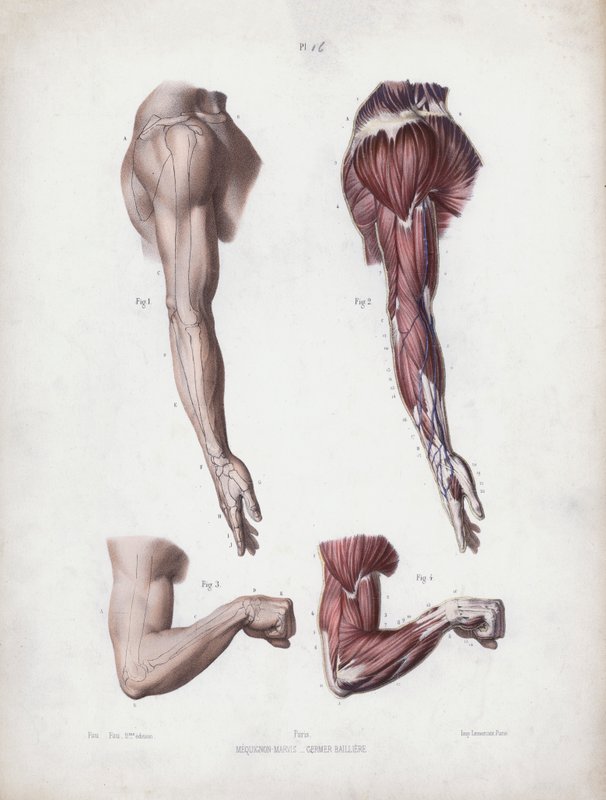Ilustração para A Anatomia das Formas Externas do Homem: Braço e mãos masculinas (cor litho) de European School