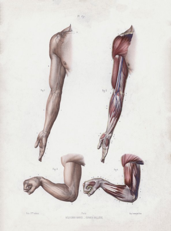 Ilustração para A Anatomia das Formas Externas do Homem: Braço e mãos masculinas (cor litho) de European School