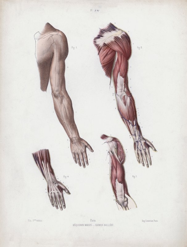 Ilustração para a anatomia das formas externas do homem: braços e mãos masculinos de European School