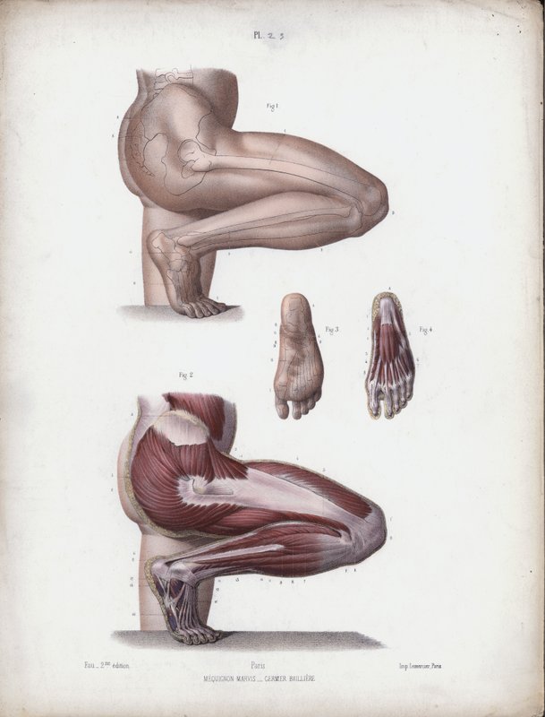 Ilustração para A Anatomia das Formas Externas do Homem: Perna e pé masculinos (cor litho) de European School