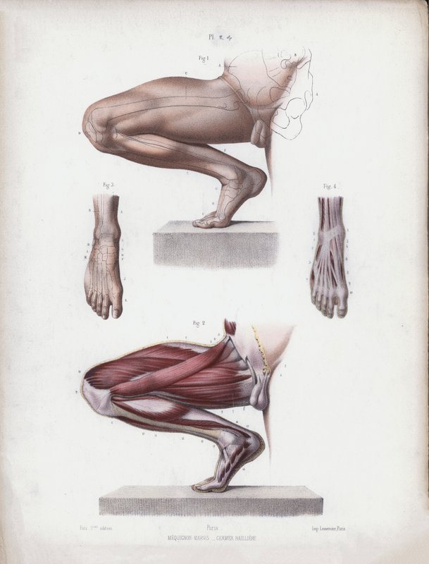 Ilustração para a anatomia das formas externas do homem: perna e pé masculino de European School