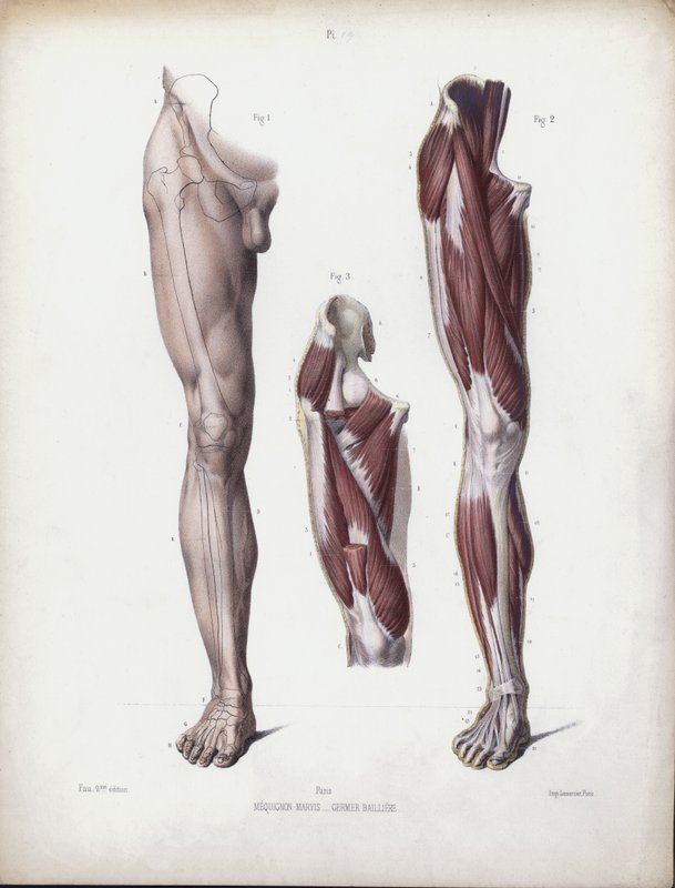 Ilustração para A Anatomia das Formas Externas do Homem: Perna masculina, vista frontal (cor litho) de European School