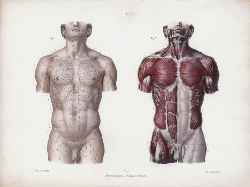 Ilustração para A Anatomia das Formas Externas do Homem: Torso masculino, vista frontal (cor litho) de European School