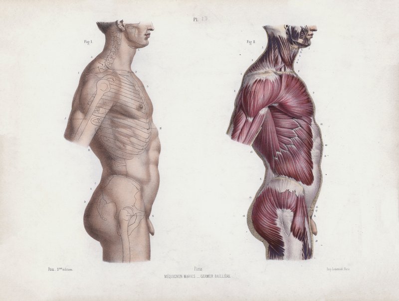 Ilustração para A Anatomia das Formas Externas do Homem: Torso masculino, vista lateral (litografia a cores) de European School
