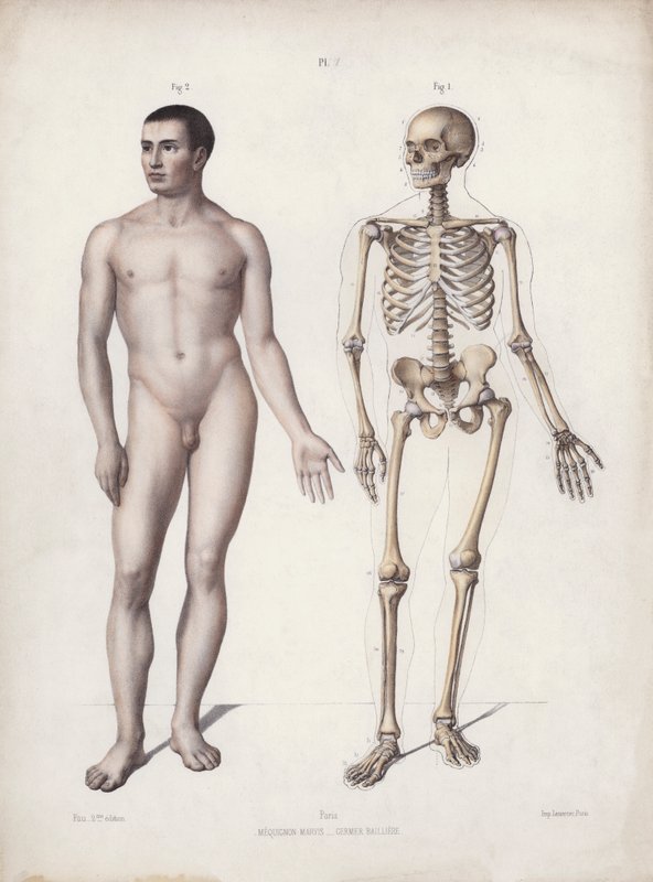 Ilustração para A Anatomia das Formas Externas do Homem: O Homem de pé (cor litho) de European School
