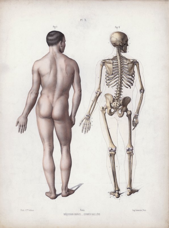 Ilustração para A Anatomia das Formas Externas do Homem: Homem de pé, vista traseira (cor litho) de European School
