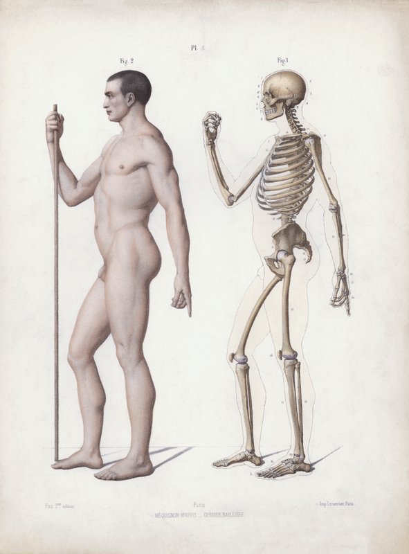 Ilustração para A Anatomia das Formas Externas do Homem: Homem de pé, vista lateral (cor litho) de European School